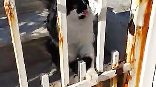 Beautiful cat meows just for love