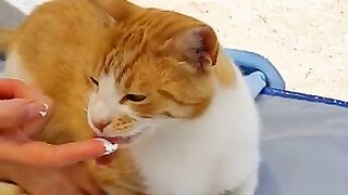 I shared my food with the cute cat on the beach