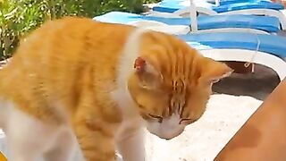 Cat kneading therapy on the beach
