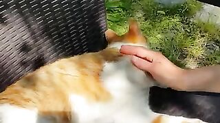 Cute cat lying on the chair in the cafe