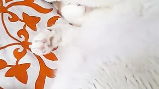 My cat snores loudly