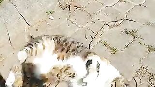 Cute cat rolls on its back to either side