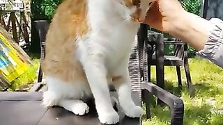 Cat in the cafe first sat on the table and then came to my lap