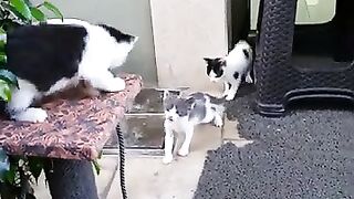 Cute kittens compete with each other to climb the cat tree