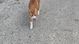 Cat with collar wants to be petted