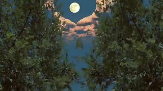 Moonlight Magic ???? | Peaceful Night Nature Vibes