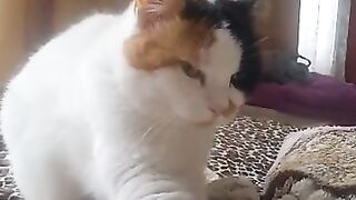 My cat kneading her favorite blanket
