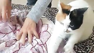 Cat and owner kneading together