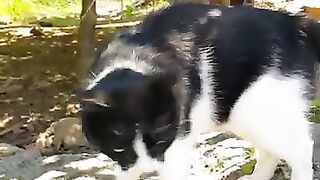 Tuxedo cat wants me to caress it