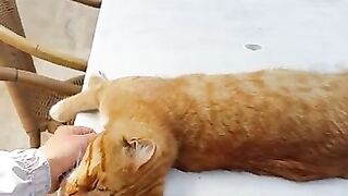 Cat lying comfortably on the table in the cafe