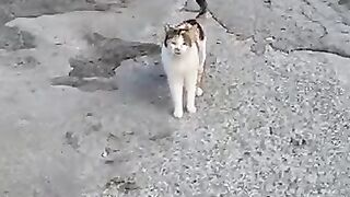 Calico cat says hello to me with her cute meow