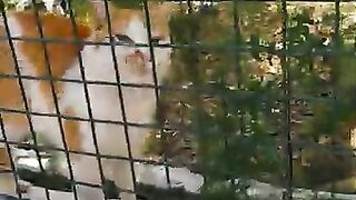 Chatty cat will amaze you with its cute meows