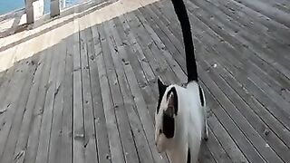 Black and white cat doing morning exercise at the seaside