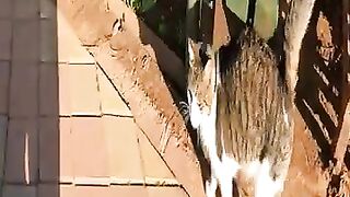 Cat next to the canal is trilling incredibly cute