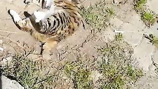 Cute calico cat rolling on its back