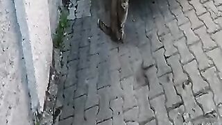 Tabby cat meowing by the car