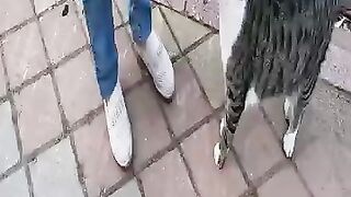 Beautiful cat with a dotted fur meows