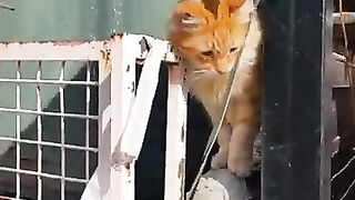 Cleo cat meows unbelievably cute