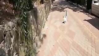 Cat who came down the stairs to me, paused for a moment