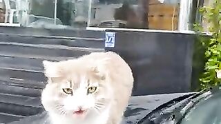 Beautiful cat meow loudly