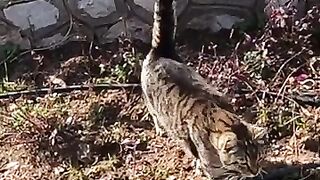 Tabby cat talks to me with its incredibly cute meow