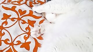 Cat snoring loudly incredibly cute