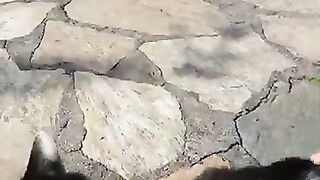 Beautiful cat at the park is so affectionate