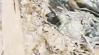 Looking for a fish or eel.. Thanks for watching..!! 76