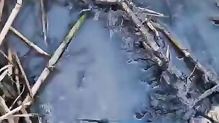 Looking for a fish or eel.. Thanks for watching..!! 79