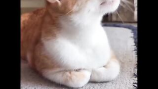 Cat song Linkin park