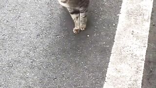 Watch These Funny Animals Make You Smile