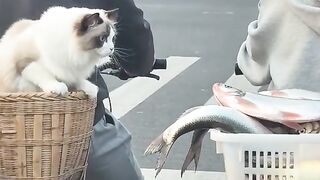 Watch These Funny Animals Make You Smile 2