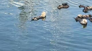 Watch These Funny Animals Make You Smile 3