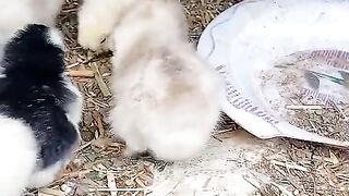 Thinking of a little chicken