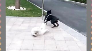 Funny Dog 22