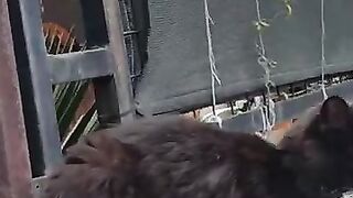 Beautiful cat with pink nose is very cute but a little shy