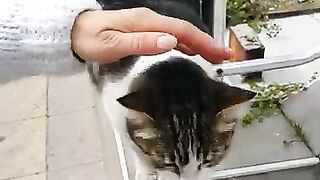 Beautiful fat cat meowing loudly