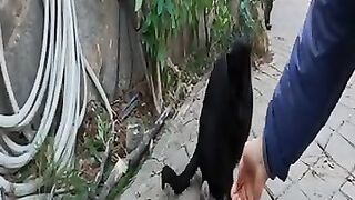 Shy black cat rolls sideways to get away