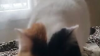 Cute cat kneading her blanket and purring
