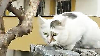 Fluffy tailed cat slapped me and gone