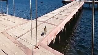 Tabby cat on the pier ran to me as soon as it saw me