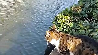 Cat watching the fish in the canal is very hungry