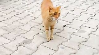 Orange cat wants me to pet her with her cute meow