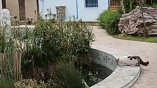 Hunter cat watches the fishes in the artificial lake with excitemen