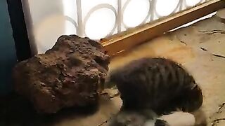 Cute kittens wrestling each other