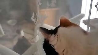 My cat's reaction to kittens playing outside