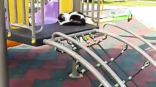 Cat who sees a me when she wakes up started to meow