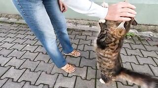 Mimi the cat is greeting me with her most sincere feelings