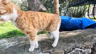 Clementine the cat is much happier and more friendly when she is alone