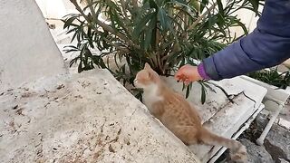 As the cute kitten's trust in me grew, it began to purr very loudly